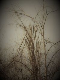 Low angle view of bare tree against sky