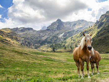 Horses in valvarrone valley on the italian alps