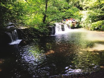 Scenic view of waterfall in forest