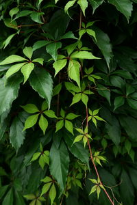 Close-up of green leaves