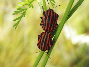 Close-up of butterfly pollinating on flower