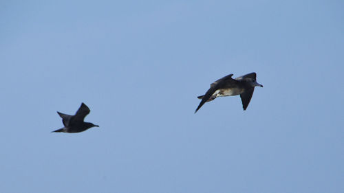 Low angle view of birds flying in sky