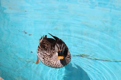 High angle view of duck swimming in lake