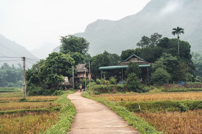 Road amidst trees and buildings against sky