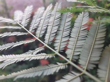 Close-up of spiked plants