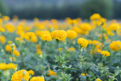 Close-up of yellow flowering plants on field