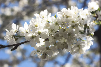 Close-up of white cherry blossoms in spring