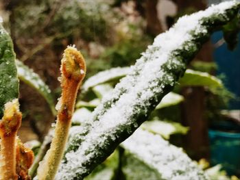 Close-up of frozen plant