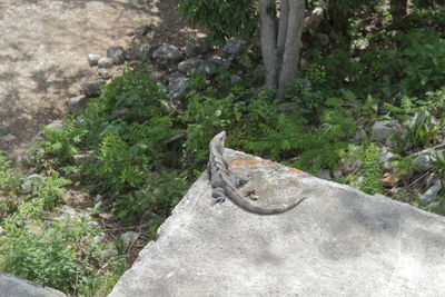 High angle view of lizard on rock