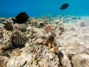 Fish swimming in sea