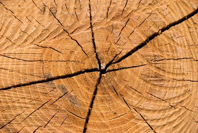 Full frame shot of tree stump