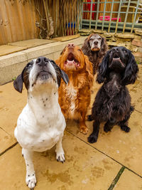 High angle view of four dogs