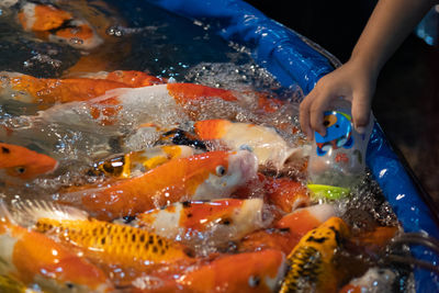 Close-up of hand holding fish