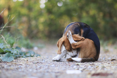 Dog relaxing on field