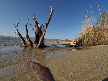Bare trees on beach against clear sky