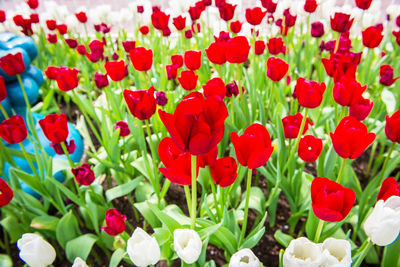 Close-up of poppy flowers blooming on field