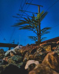 Low angle view of palm trees against clear blue sky