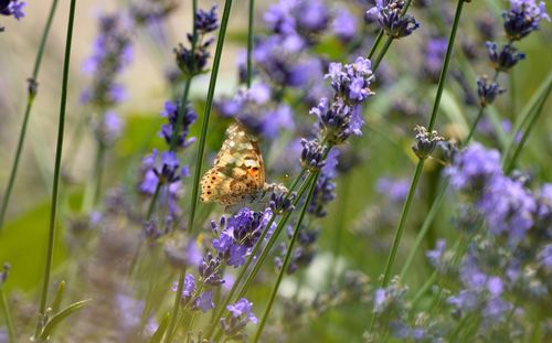 Close-up of butterfly on purple flowers