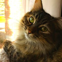 Close-up portrait of cat at home