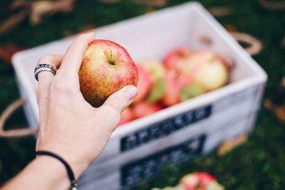 Cropped hand of woman holding apple at farm