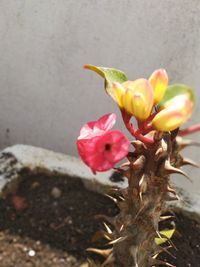 Close-up of pink flowering plant