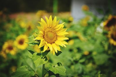 Close-up of yellow flowering plant