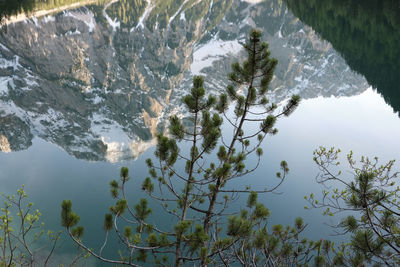 Reflection of trees in lake