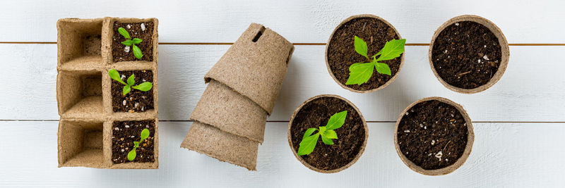 Potted flower seedlings growing in biodegradable peat moss pots. top view on a wooden background.