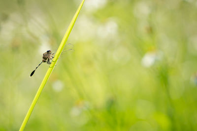 Close-up of insect on blade of grass