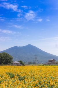 Scenic view of oilseed rape field against sky