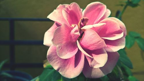 Close-up of pink flower