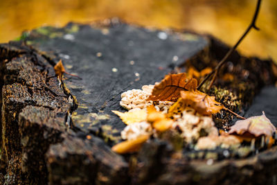 Close-up of hand holding leaf