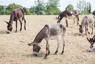 Horses on field