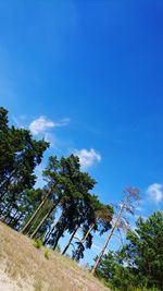 Low angle view of trees against blue sky