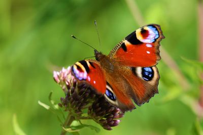 Close-up of butterfly pollinating on flower