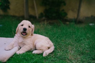 Close-up of puppy relaxing on grass