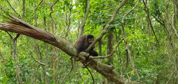 Monkey in a forest