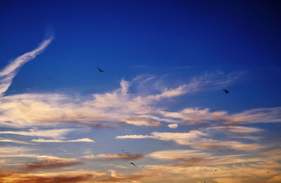 Low angle view of birds flying in sky