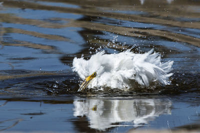 Bird drinking water in a lake