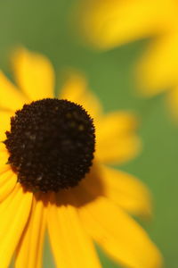 Close-up of sunflower blooming outdoors