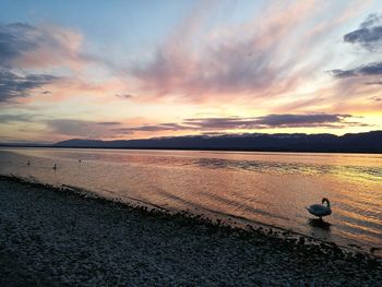 Swan on beach during sunset