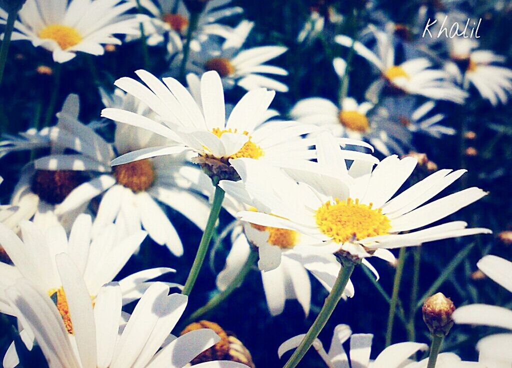 CLOSE-UP OF WHITE DAISY FLOWERS