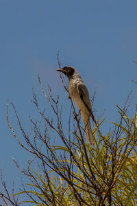 Low angle view of bird perching on branch against sky