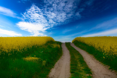 Scenic view of agricultural field against sky