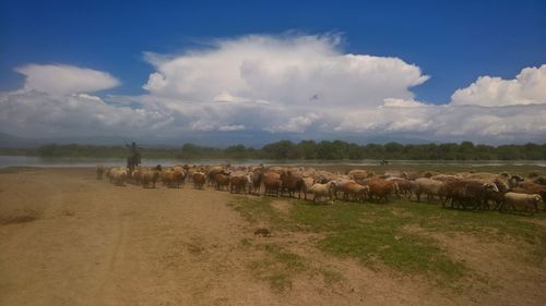 Horses on field against sky