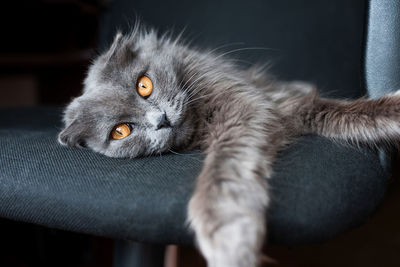 Close-up portrait of a cat at home