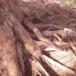 Full frame shot of tree trunk