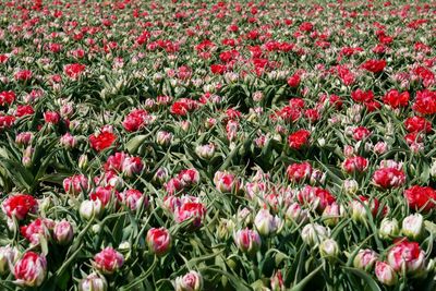 Full frame shot of red flowers growing in field