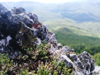 Close-up of moss on rock