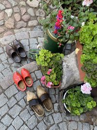 High angle view of potted plants